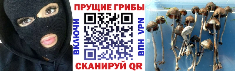 купить закладку  Михайлов  Псилоцибиновые грибы MAGIC MUSHROOMS 